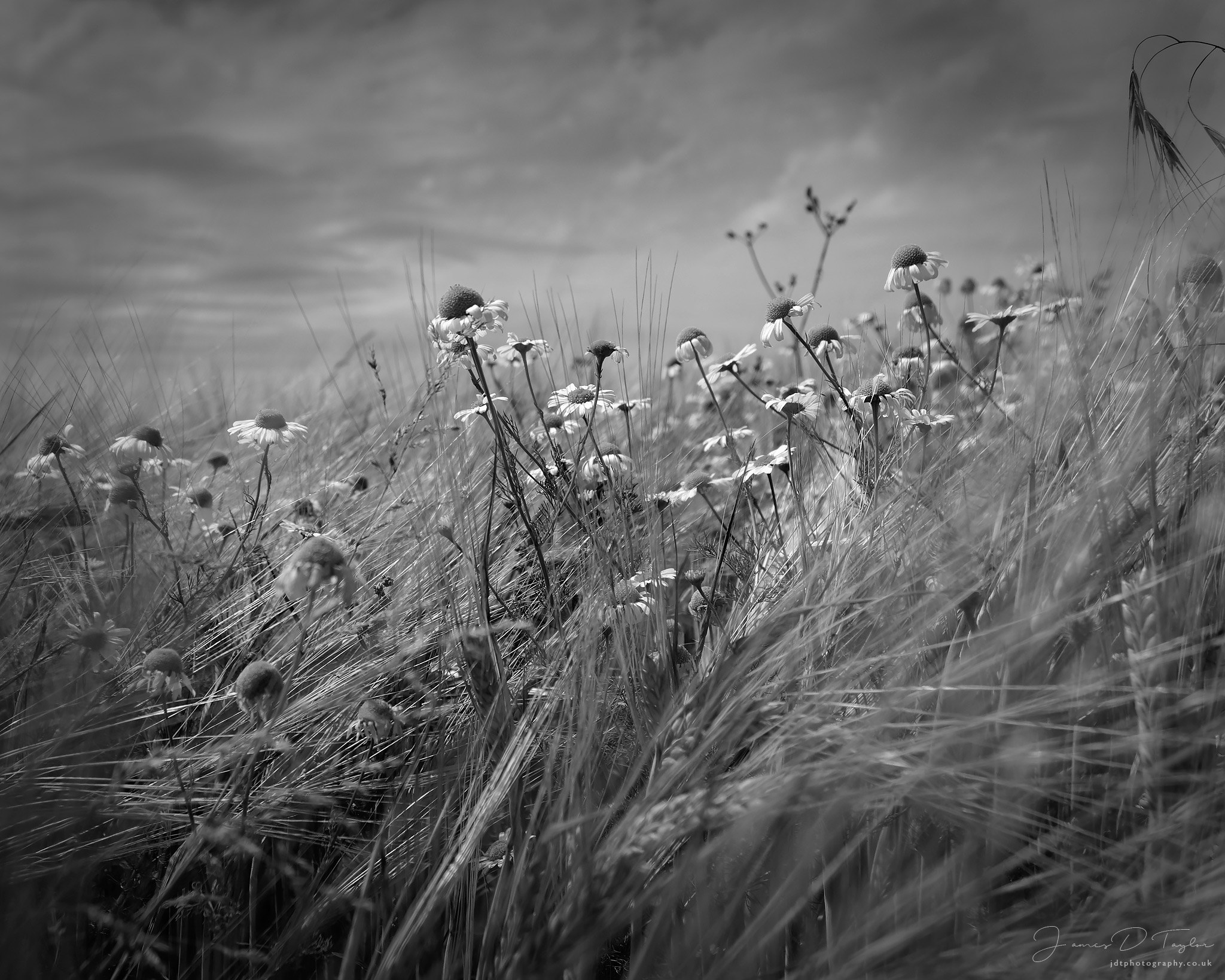 matte-dying-daises-wheat-field